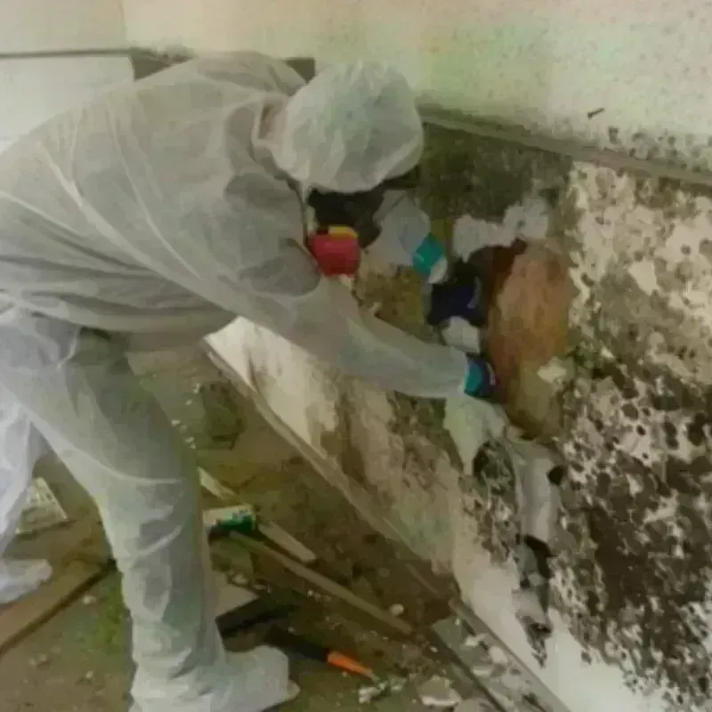 Mold Remediation and Removal in Fremont, MI